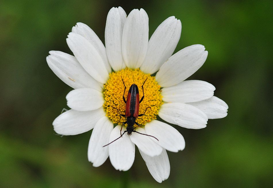 La vita in un fiore: terza parte